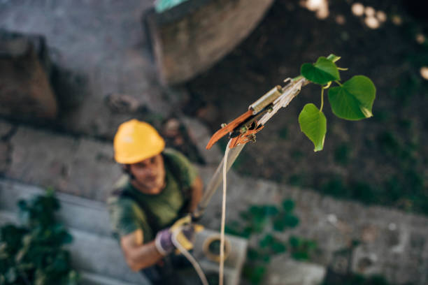 Professional Tree Service in Hartselle, AL